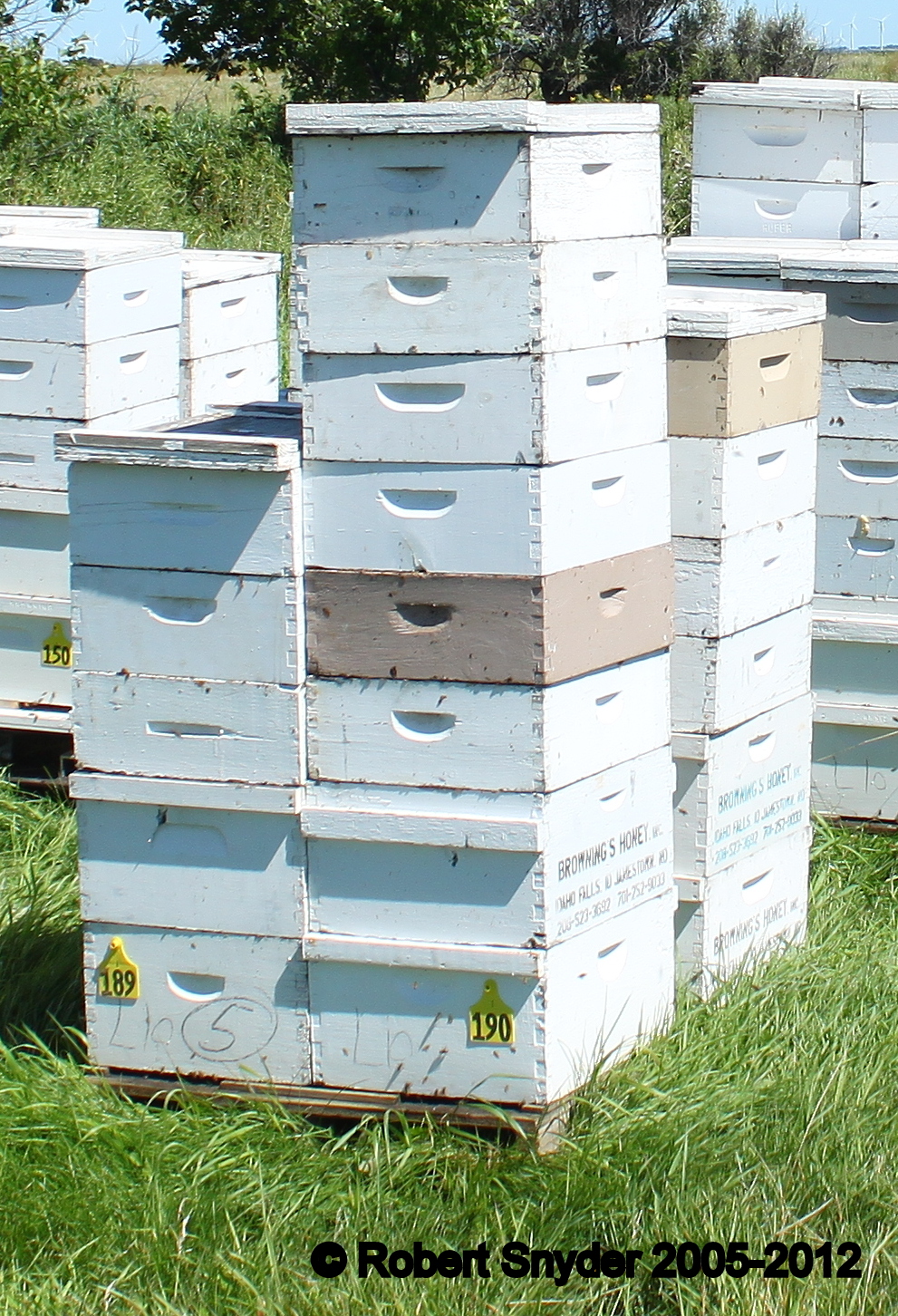 A supered colony; photo by Rob Snyder